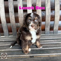 Lunch Box - Tri-color female Bernedoodle puppy in Banner Elk, North Carolina from Walnut Tree Bernedoodles