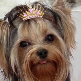 Yorkshire Terriers from Granny's yorkshire Terrier Modesto California