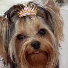 Yorkshire Terriers from Granny's yorkshire Terrier Modesto California