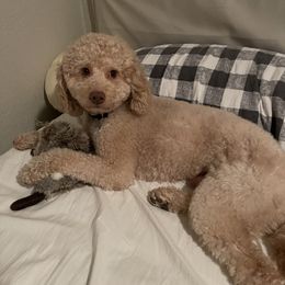 Charlie - Poodle