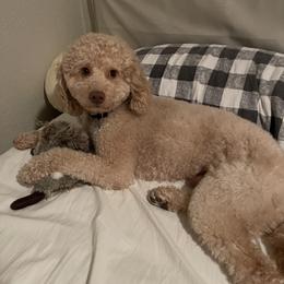 Charlie - Poodle
