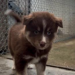 Elroy - Chocolate male Pomsky puppy in Spring Hill, Florida from PDQ Pomskies