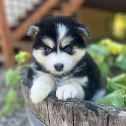 Ethel (I love Lucy theme ) - Black and white female Pomsky puppy in Rathdrum, Idaho from Smart Pomskies and Frenchies