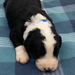 Tux - Black and white male Bernedoodle puppy in Claremont, North Carolina from Magnolia Grove Farms