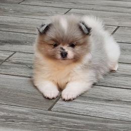 Spooky - Blue merle female Pomeranian puppy in West Sacramento, California from Northern Cali Pompoms