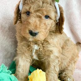 Goldendoodle Puppies from Sunnydoodle Utah