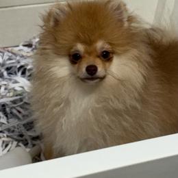 Peanut - Chocolate sable male Pomeranian puppy in Silver Springs, New York from Humehill