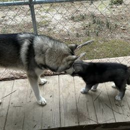 Siberian Husky Puppies from WILLIAM HUNDLEY