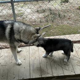 Siberian Husky Puppies from WILLIAM HUNDLEY