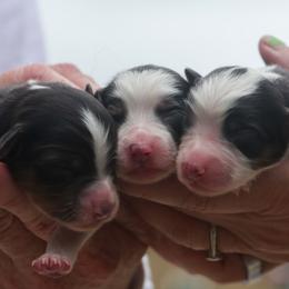 Sissy - Black tri female Miniature American Shepherd puppy in Valparaiso, Indiana from Wigglebutt