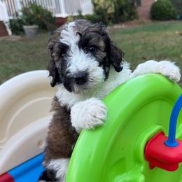 Oakley - Brown and white male Bernedoodle puppy in Mint Hill, North Carolina from Ball-Y-Hoo Bernedoodles