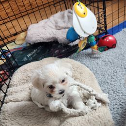 Maltese Puppies from Arizona Maltese Gems