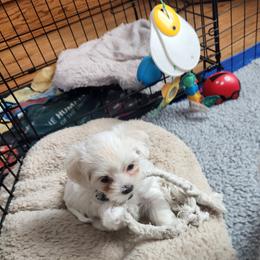Maltese Puppies from Arizona Maltese Gems