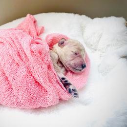 Poodle puppies from Sorensen Standard Poodles
