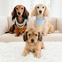 Author - Red male Dachshund puppy in Richmond, Virginia from Irresistible Dachshunds & Cavaliers