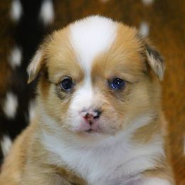 CKC Red Merle Female - Red merle and white female American Corgi puppy in Clovis, New Mexico from Sweet & Salty Cowdogs