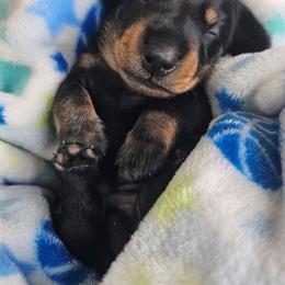 Black and tan male (Radar) - Black and tan male Dachshund puppy in Belle Rive, Illinois from Akin's Miniature Dachshunds, LLC