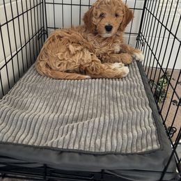 Goldendoodle Puppies from Old Lake Doodles