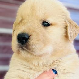 Midge - Golden female Golden Retriever puppy in Saint Pauls, North Carolina from Copperfield’s Goldens