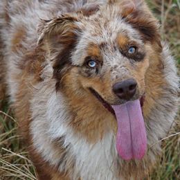 Miniature Australian Shepherds from Infinity Aussies