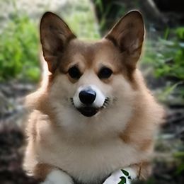 Evie - Pembroke Welsh Corgi
