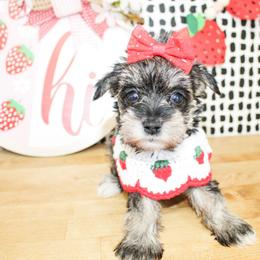 Gracie - Salt and pepper female Miniature Schnauzer puppy in Antlers, Oklahoma from Rocking H