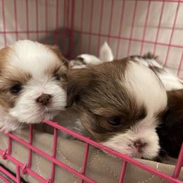 Shih Tzu Puppies from Wood Foo Breeders