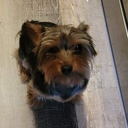 Toby - Yorkshire Terrier