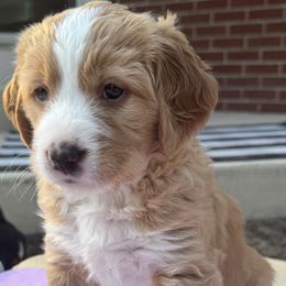 Harbor - Lady Liberty Litter - female Australian Mountain Doodle puppy in Greenville, Ohio from Woodbriar Wags
