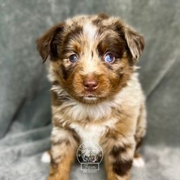 Boy 1 - Red merle Miniature Australian Shepherd puppy in Buchanan, Georgia from Stanleyville Farm Mini Aussies