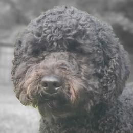 Evie - Australian Labradoodle