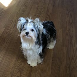 Romeo - Yorkshire Terrier