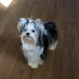 Romeo - Yorkshire Terrier