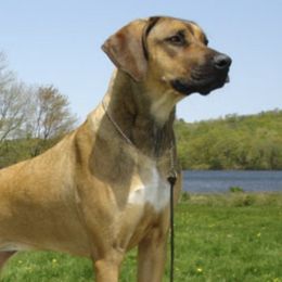 Rhodesian Ridgebacks from Adili Ridgebacks