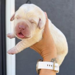 Pink - Champagne female Dilute Retriever puppy in Orangevale, California from NorCal Silver & Coal Labradors