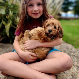 Cavapoo and Dachshund Puppies from Barnyard Dachshunds, Dals & Doodles