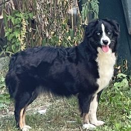 Mini pearl - Miniature Australian Shepherd