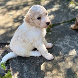 Taffy - Brown and white female Bernedoodle puppy in Monument, Colorado from Colorado Dreamin Doodles
