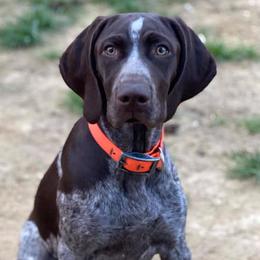 German Shorthaired Pointers from Wilson’s Pointers