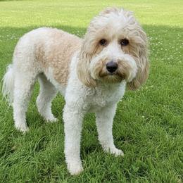 Goldendoodle puppies from Gilder's Goldendoodles