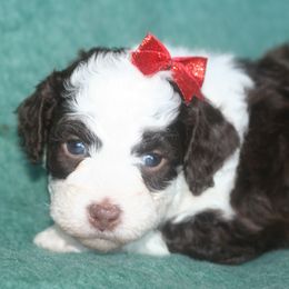 Noelle - Brown and white female Bernedoodle puppy in Burtchville, Michigan from Sparling's Doodles
