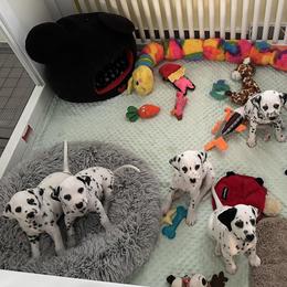 Dalmatian puppies from Prestige Dalmatians