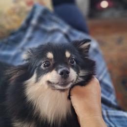 Mia - Pomeranian