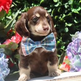 Hersey Kisses - Chocolate and cream male Dachshund puppy in Woodbine, Georgia from Walker's Minidachs