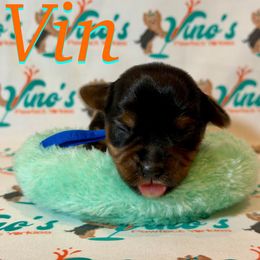 (Vin) The Danish word for Wine - Parti male Yorkshire Terrier puppy in Pleasant View, Tennessee from Vino’s Pawfect Yorkies