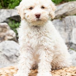 Tres Leches - Black Boy - male Australian Mountain Doodle puppy in Highland, Utah from Angel Pups Deluxe
