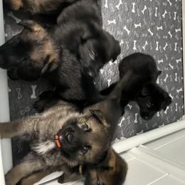 German Shepherd Puppies from Surgenor shepherds!