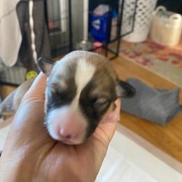 Stewart - Sable male Pembroke Welsh Corgi puppy in New Richmond, Wisconsin from 10 Mile Creek Farms