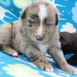 Australian Shepherd Puppies from Wagon Wheel Aussies