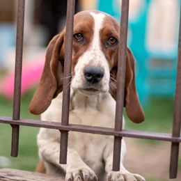 Faye - Basset Hound